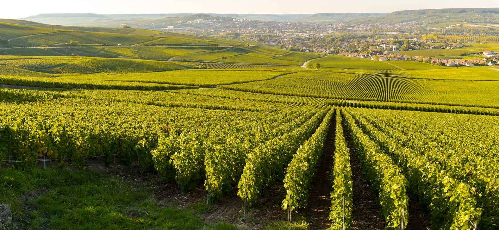 Exploitation champagne à Reims