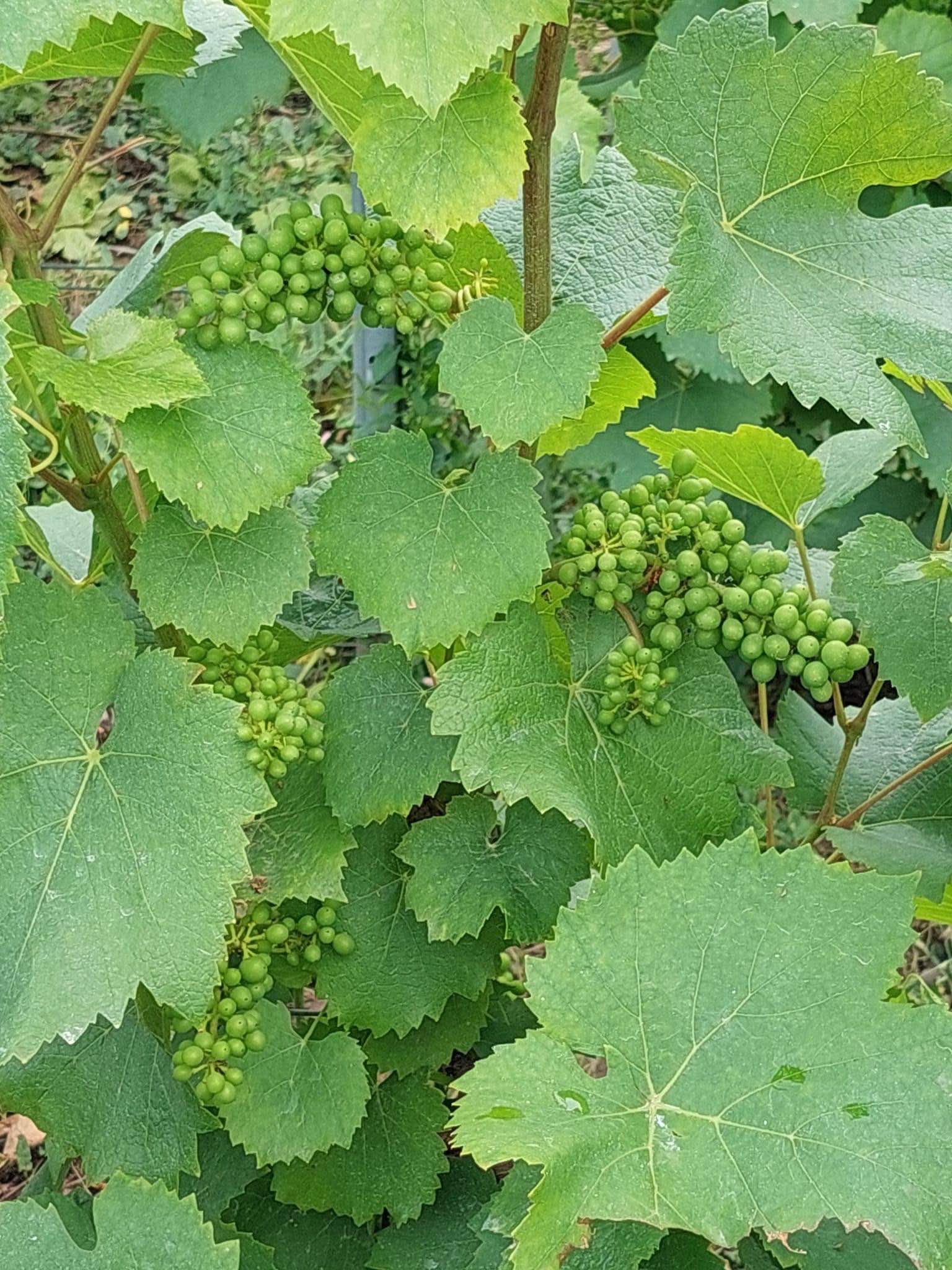 Vignes